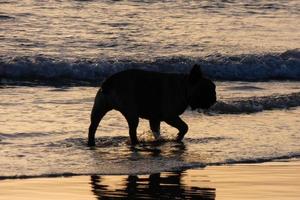 Hund spielt am Strand zu nah am Meerwasser foto