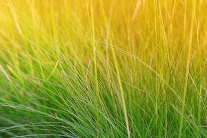 Gras bei Sonnenuntergang oder im Morgengrauen. natürlichen Hintergrund. Platz kopieren foto