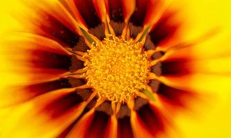 Makroblume gelb unscharfer Hintergrund. Natur. Saison Frühling, Sommer foto