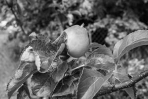 Fotografie zum Thema schöne Frucht Zweig Apfelbaum foto