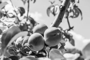 Fotografie zum Thema schöne Frucht Zweig Apfelbaum foto