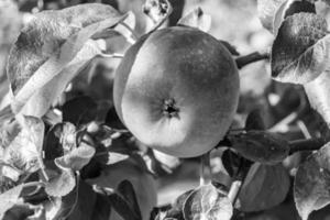 Fotografie zum Thema schöne Frucht Zweig Apfelbaum foto