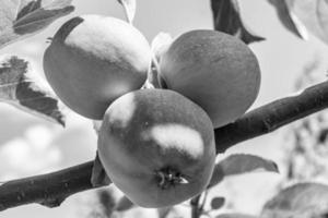 Fotografie zum Thema schöne Frucht Zweig Apfelbaum foto