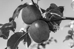 Fotografie zum Thema schöne Frucht Zweig Apfelbaum foto