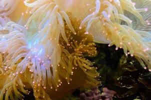 Anemonen, Meeresorganismus. foto
