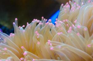 Anemonen, Meeresorganismus. foto