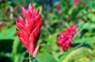 Alpinia, rote Ingwerblume foto