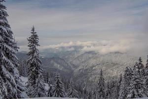 grenzenlose Winterwälder Landschaftsfoto foto