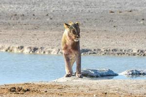 Löwe in Etosha, Namibia foto