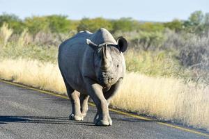 Spitzmaulnashorn - Etosha Nationalpark, Namibia foto