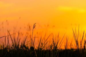 Silhouette des Grases schöner Sonnenuntergang auf dem tropischen Himmelshintergrund Blick auf die natürliche Schönheit foto