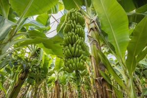 tropische Banane auf einem Ast. Gesundheitsvitamine foto