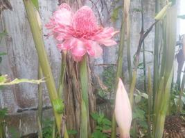 etlingera elatior im Garten foto