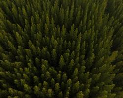 eine luftaufnahme von grünen bäumen im kiefernwald mit sonnenuntergangsszene foto
