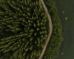 eine luftaufnahme von oben auf die straße im kiefernwald mit sonnenuntergangsszene foto