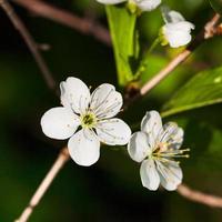 weiße Blüten eines blühenden Baumes foto