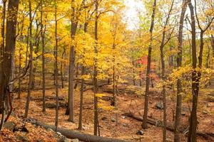 Herbstblätter in der Natur foto