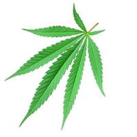 5-lappiges Cannabisblatt foto