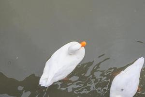 weiße gefiederte Ente braune gefiederte Ente und eine schwarz-graue gefiederte Ente, die im Pool schwimmen foto