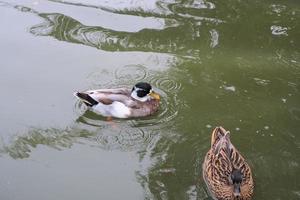 Mehrere braune gefiederte Enten schwammen fröhlich. foto