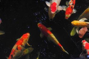 koi-fische im teich schwimmen in vielen. foto