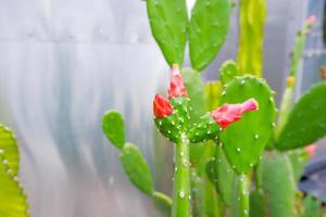 Blume der großen Opuntia microdasys, Silber-Aluminium-Hintergrund. foto