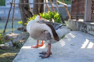 Schwarm grauer und weißer Shitou-Gänse, die sich am Wasser entspannen foto