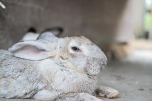 Die Hasenfamilie hat Spaß, läuft, isst, schläft auf dem Boden und Beton. foto