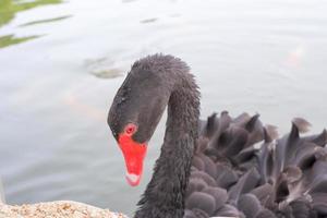 Schwan, schwarzes Fell, roter Mund, der glücklich schwimmt foto