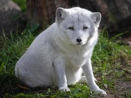 Polarfuchs schaut in die Kamera und sitzt in einem Zoo in Wisconsin foto