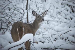 Rehe mit Schnee auf dem Kopf im Wald im Winter in Wisconsin foto