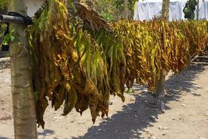 Trocknen traditioneller Tabakblätter mit Aufhängen in einem Feld, Indonesien. Hochwertiger Trockenschnitt-Tabak Big Leaf. foto