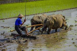 Bauer pflügt Reisfeld mit Ochsenpaar oder Büffel in Indonesien foto