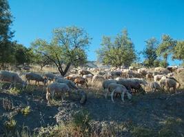 Herde von Schafen, die auf einem Berg weiden, wildes Gebiet. Schafe und Lämmer, die Gras in der Herde fressen. Landwirtschaft im Freien. schöne Landschaft. Tiere in der Wildnis. sonniger Tag, tolles Wetter. foto