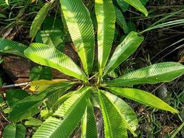 grüne Pflanzen der Natur foto