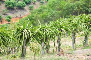 drachenobstbaum im garten obstgarten tropische sommerfrucht natur bauernhof am berg landwirtschaft - drachenfrucht in thailand foto