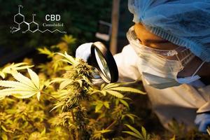 wissenschaftlerin, die lupe verwendet, um seine cannabispflanzen, blätter und blumen auf dem feld zu überprüfen, kräutermedizinkonzept, cannabisforschung, cbd-hanföl. foto