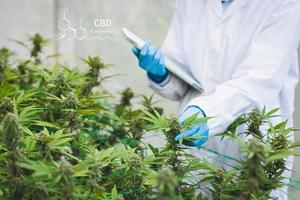 Cbd hanföl. wissenschaftler, der hanfpflanzen überprüft und analysiert und die ergebnisse mit einem laptop in einem gewächshaus signiert. konzept der pflanzlichen alternativen medizin, cbd-öl, pharmazeutische industrie foto