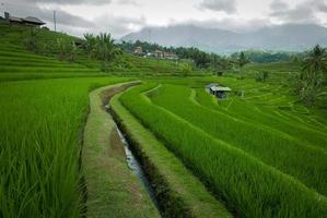 Jatiluwih-Reisterrassen in Bali-Indonesien. es ist unesco weltkulturerbe. schöne naturgrüne landschaft foto