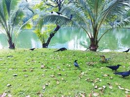 der asiatische wasserwaran und die dschungelkrähe im lumphini park. foto