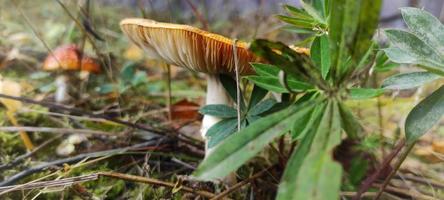 Der Pilz ist vom Gras im Wald aus sichtbar, Herbstsaison foto