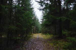 dunkler Wald im Regen. ein Sturm im Wald foto