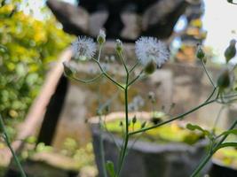 Blume, die leicht im Wind fliegt foto