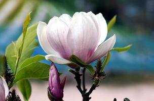Magnolie 'Jane' ist eine becherförmige Blume. die Knospen sind während der Blüte dunkelrot, die äußeren Blütenblätter sind purpurrot oder rosa. duftende Blumen. weicher und selektiver Fokus. foto