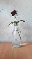 Schwarze Rosenblüte in einem Glasgefäß auf weißem Hintergrund. foto