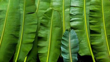 Bananenblätter Textur, dunkelgrüner Hintergrund foto