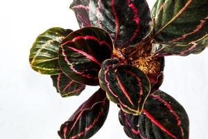 Aglonema schwarz auf weißem Hintergrund. Aglonema Black Lipstick oder Calathea Aglonema Lipstick Black foto