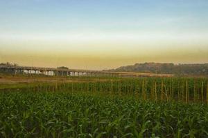 schöner morgendlicher sonnenaufgang über dem maisfeld, indonesien foto