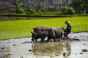 Bauer pflügt Reisfeld mit Ochsenpaar oder Büffel in Indonesien foto