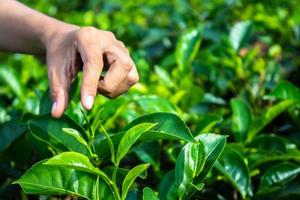 Nahaufnahme von Frauen, die mit dem Finger Teeblätter auf einer Teeplantage für Produkte aufheben, natürlich ausgewählte, frische Teeblätter auf einer Teefarm in Indonesien foto